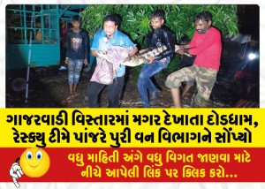 ગાજરવાડી વિસ્તારમાં મગર દેખાતા દોડધામ, રેસ્ક્યુ ટીમે પાંજરે પુરી વન વિભાગને સોંપ્યો