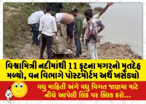 વિશ્વામિત્રી નદીમાંથી 11 ફૂટના મગરનો મૃતદેહ મળ્યો, વન વિભાગે પોસ્ટમોર્ટમ અર્થે ખસેડ્યો