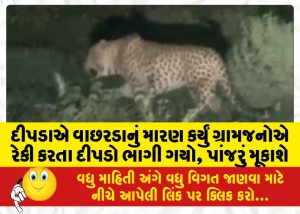 દીપડાએ વાછરડાનું મારણ કર્યું ગ્રામજનોએ રેકી કરતા દીપડો ભાગી ગયો, પાંજરું મૂકાશે