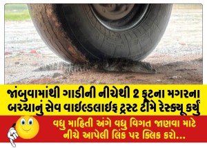 જાંબુવામાંથી ગાડીની નીચેથી 2 ફૂટના મગરના બચ્ચાનું સેવ વાઇલ્ડલાઇફ ટ્રસ્ટ ટીમે રેસ્ક્યૂ કર્યું