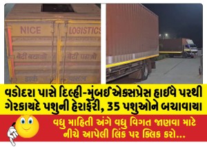 વડોદરા પાસે દિલ્હી-મુંબઈ એક્સપ્રેસ હાઈવે પરથી ગેરકાયદે પશુની હેરાફેરી, 35 પશુઓને બચાવાયા