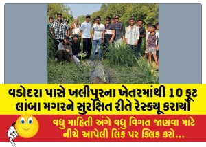 વડોદરા પાસે ખલીપુરના ખેતરમાંથી 10 ફૂટ લાંબા મગરને સુરક્ષિત રીતે રેસ્ક્યૂ કરાયો