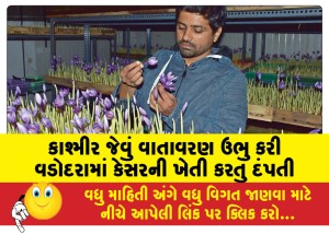MailVadodara.com - Couple-cultivates-saffron-in-Vadodara-creating-a-Kashmir-like-atmosphere