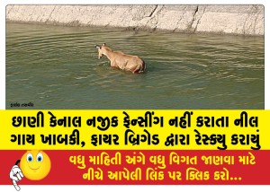 MailVadodara.com - Neel-cow-drowned-due-to-lack-of-fencing-near-Chhani-Canal-rescued-by-fire-brigade