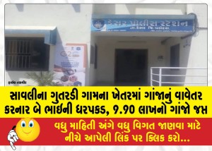 MailVadodara.com - Two-brothers-arrested-for-cultivating-ganja-in-a-field-in-Gutardi-village-of-Savli-ganja-worth-Rs-9-90-lakh-seized