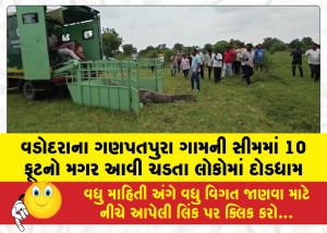 MailVadodara.com - Panic-ensued-among-locals-after-a-10-foot-long-crocodile-wandered-into-the-outskirts-of-Ganpatpura-village-in-Vadodara